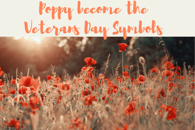 Poppy become the Veterans Day Symbols